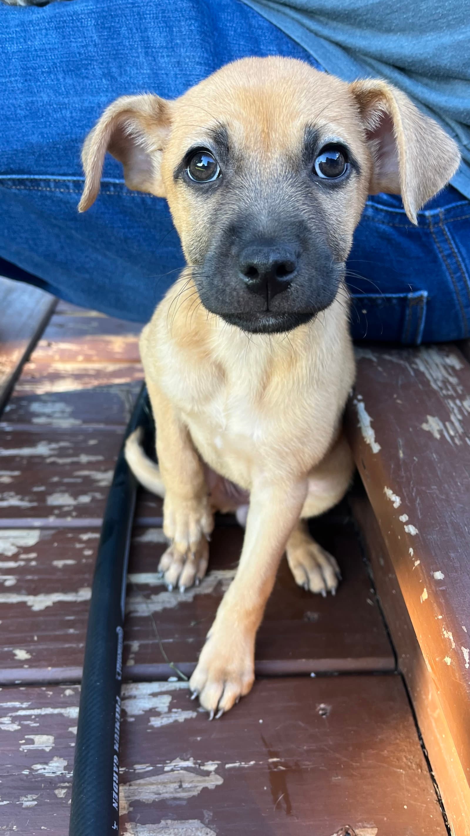 Maple