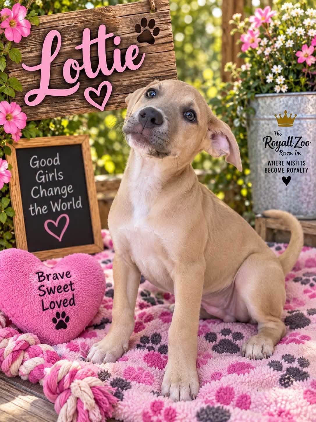 Lottie