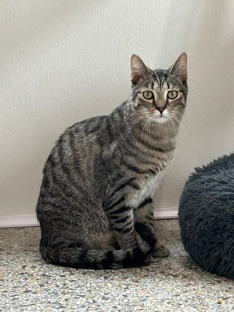 Simon (bonded with Sally)