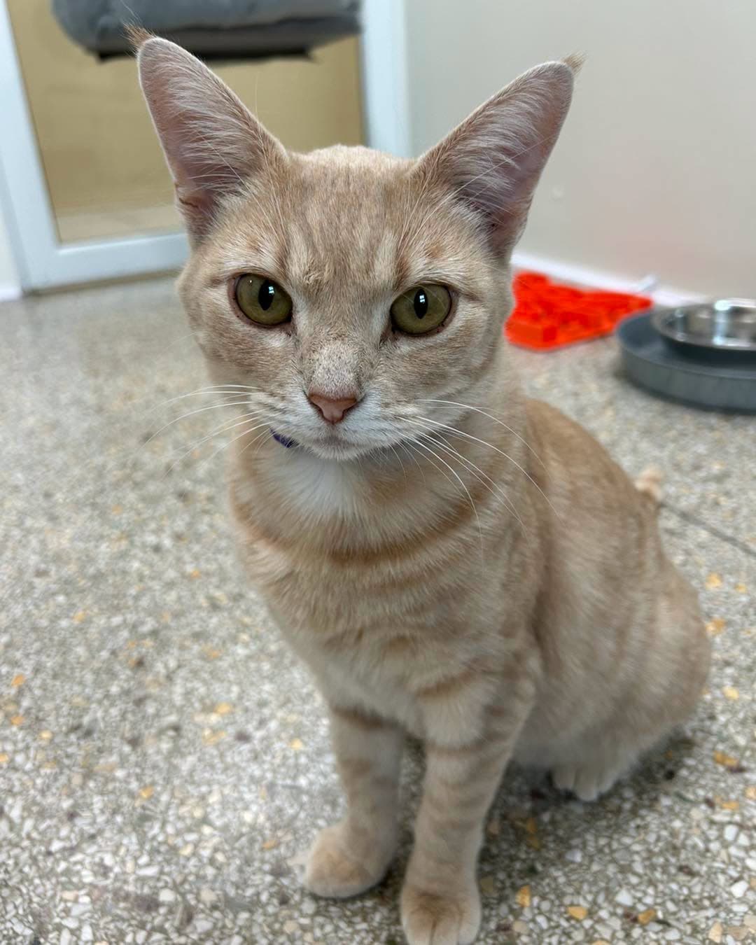 Phoebe