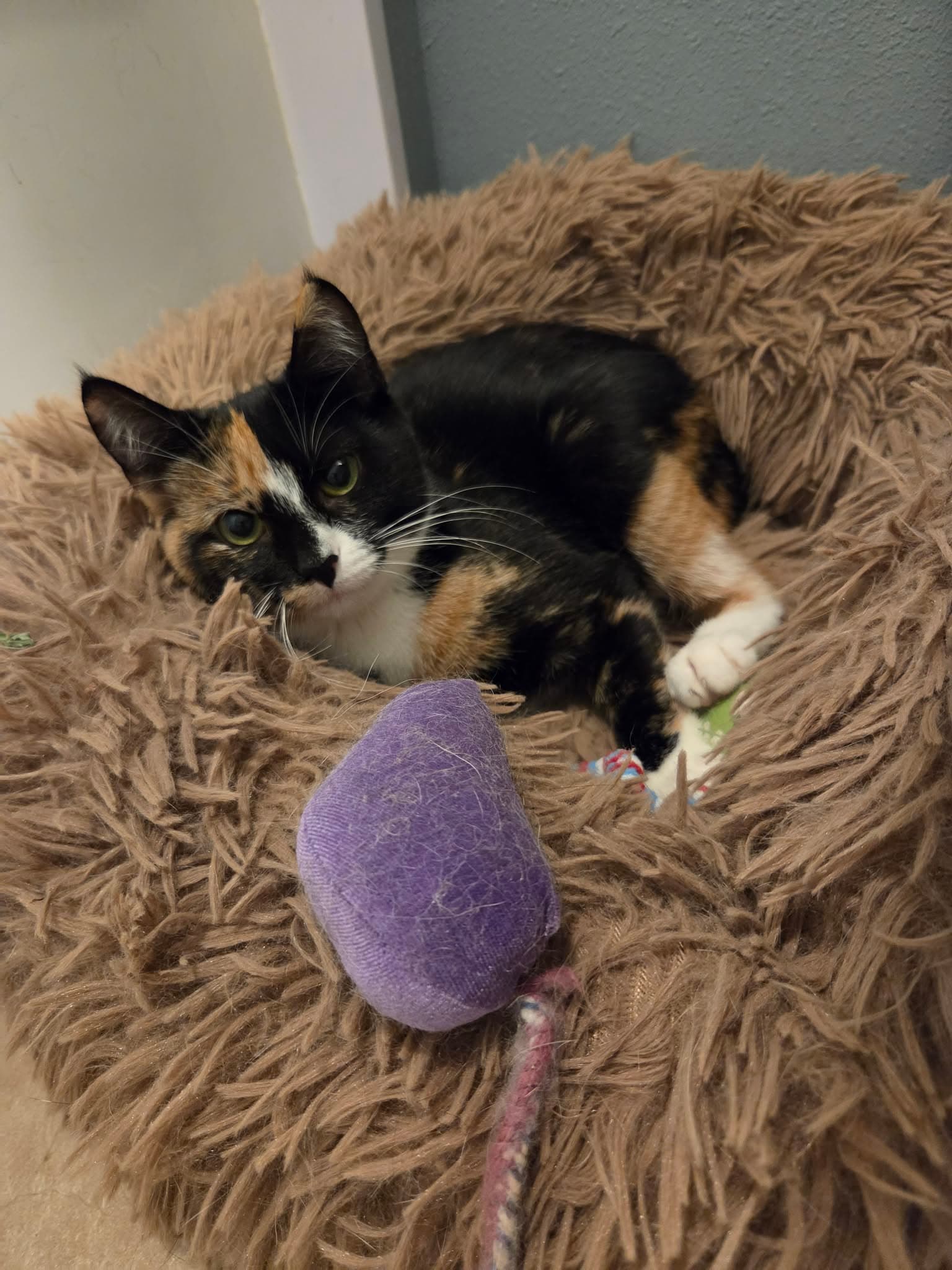 Lola (Available date TBD)