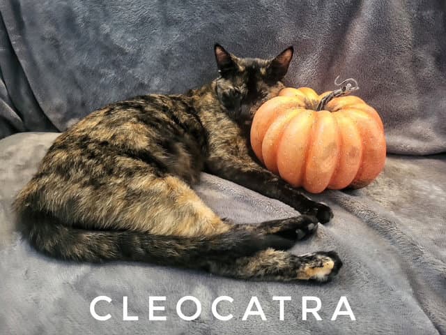 Cleocatra (Available date: 10/9/2026)
