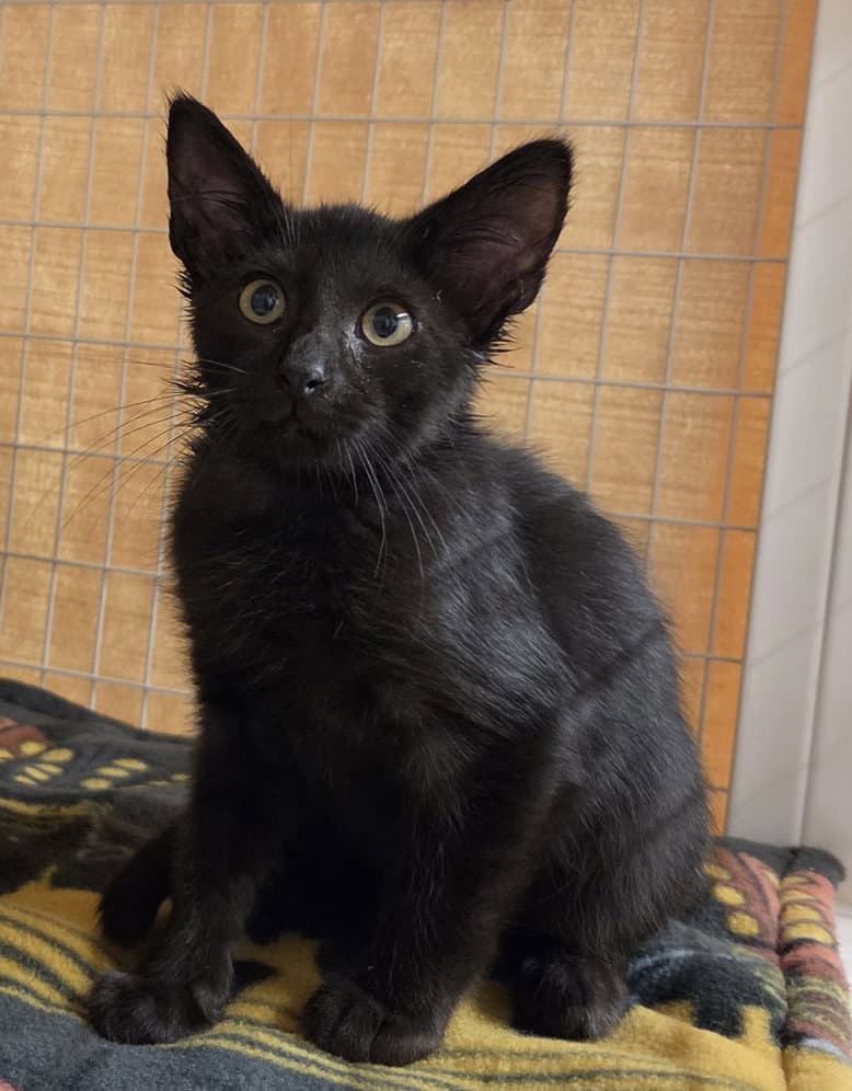 Maui (Available 10/09/26)