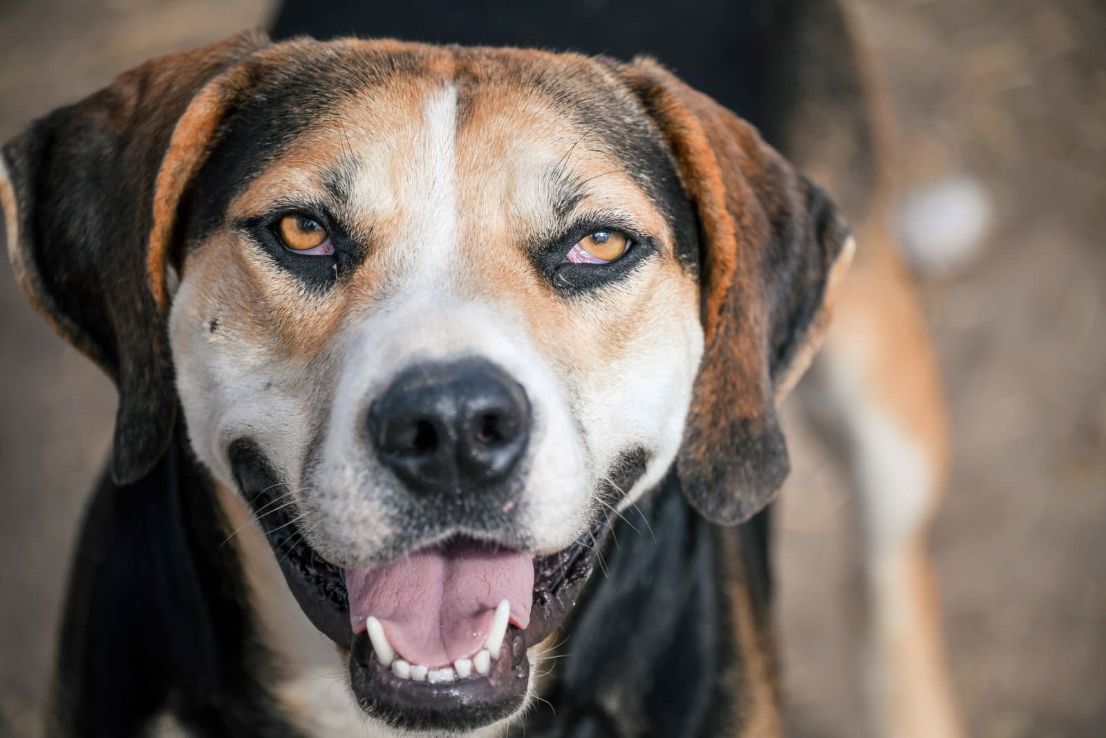 Roscoe