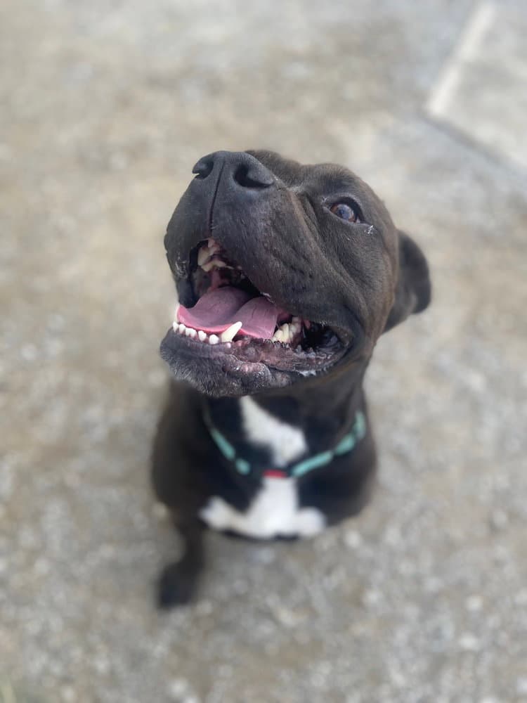 Zeus Maximus