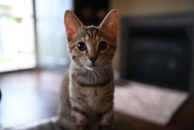 Josephine