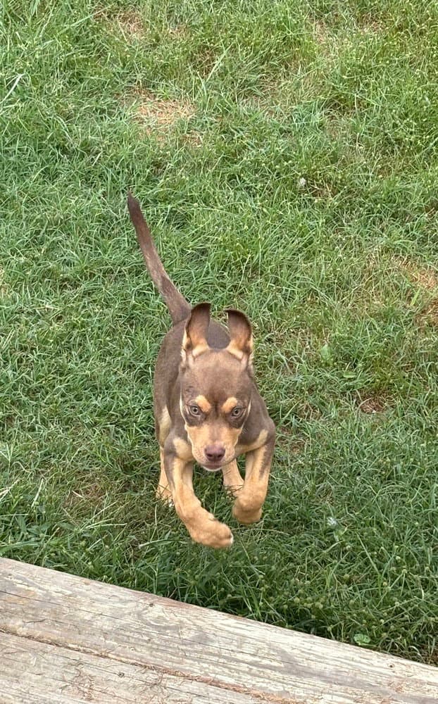 Petrov