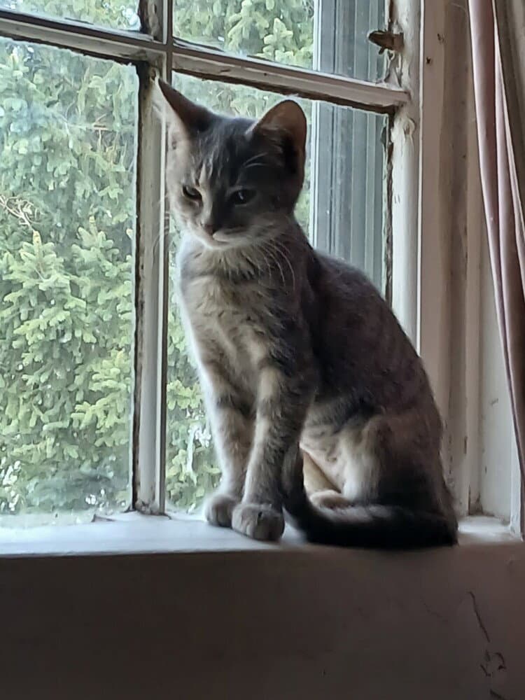 Mab