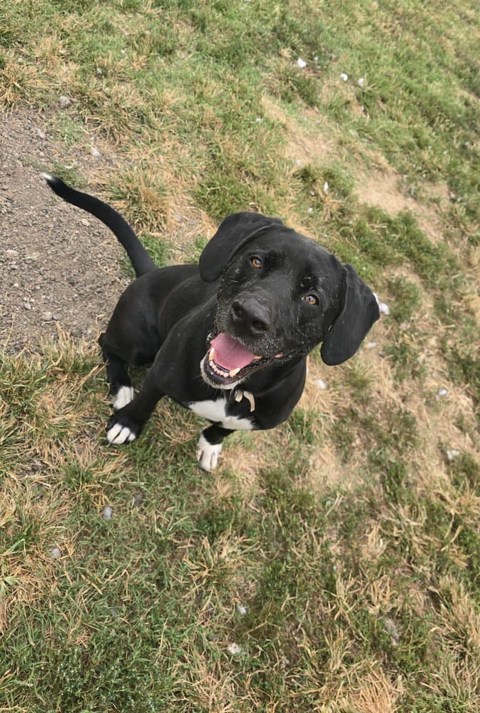 Cooper Shamus