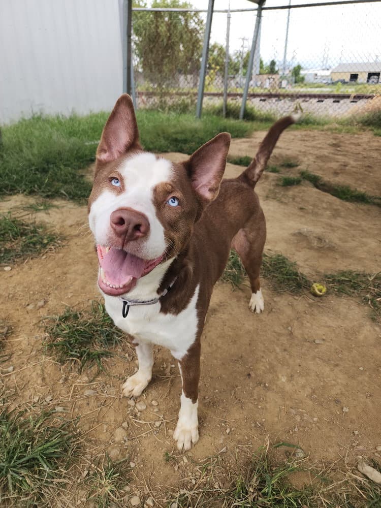Toby Blue Eyes