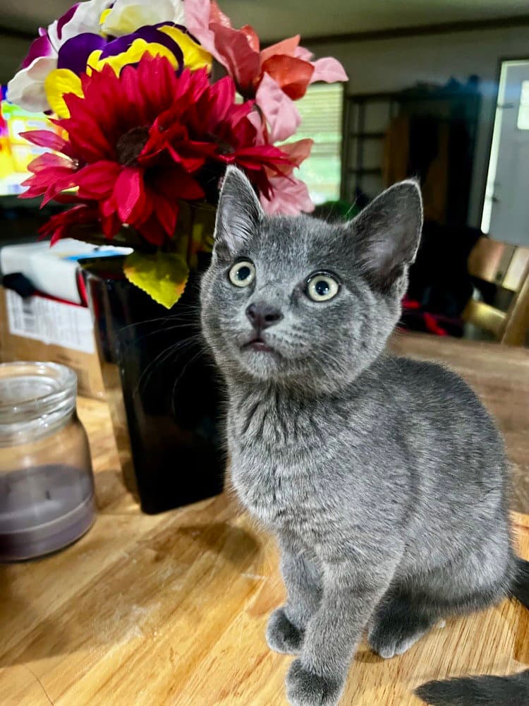 Echo