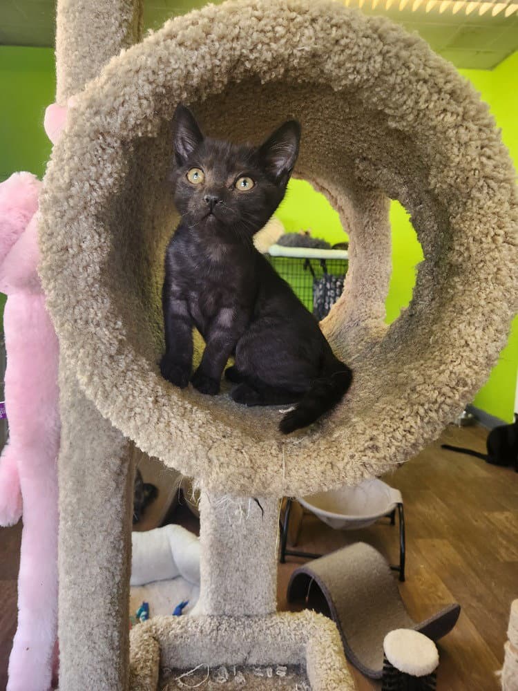 Cozy Heart Penguin