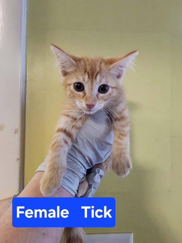 Tick