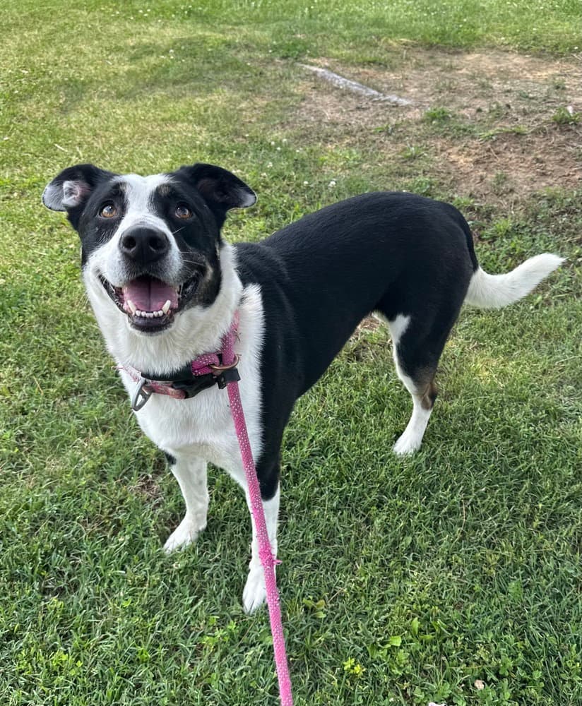 Zena