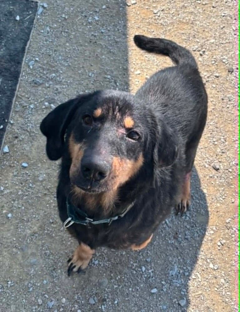 Wally