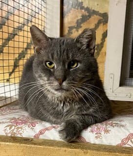 Elmer (FIV+)