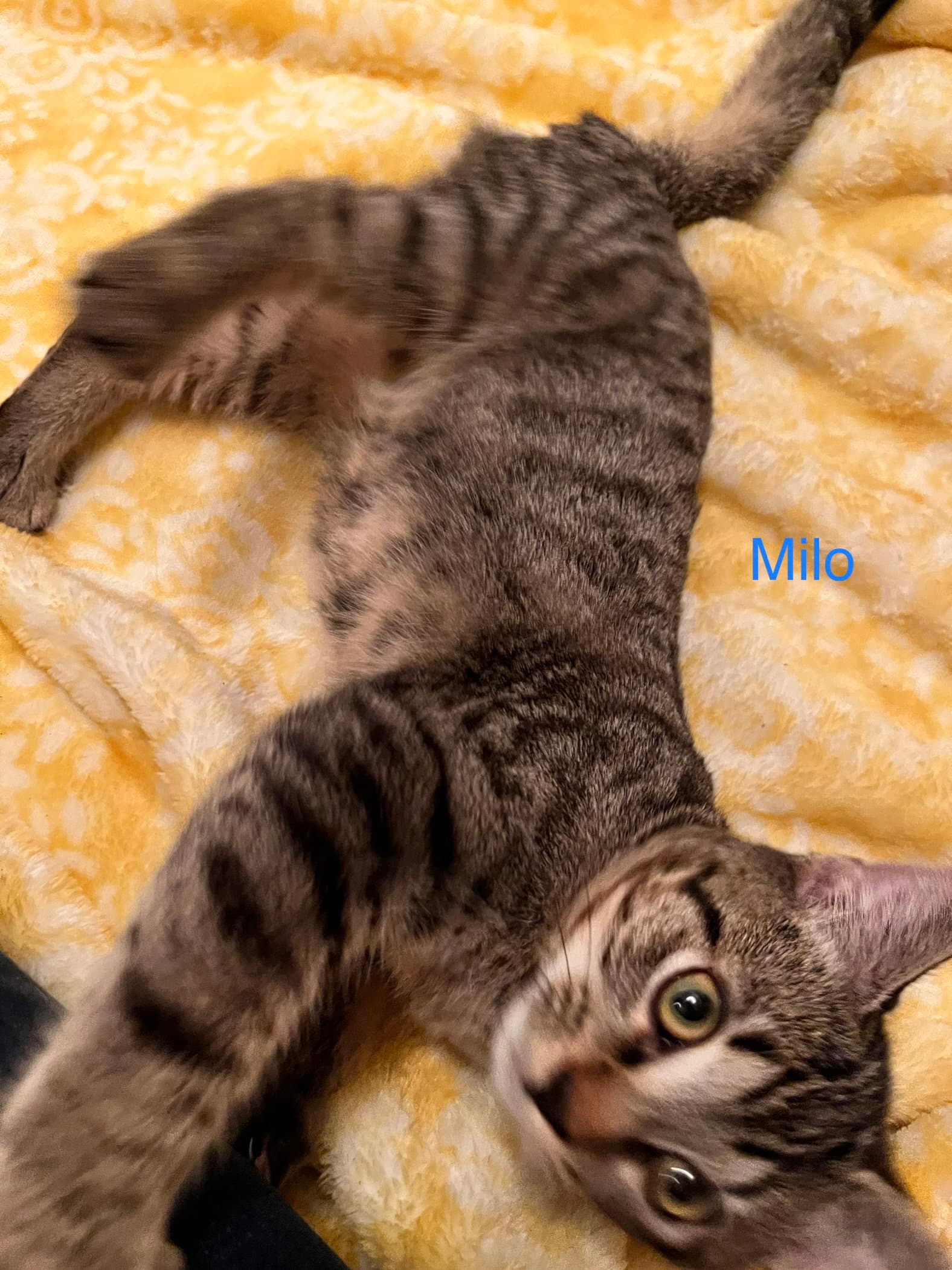 Milo