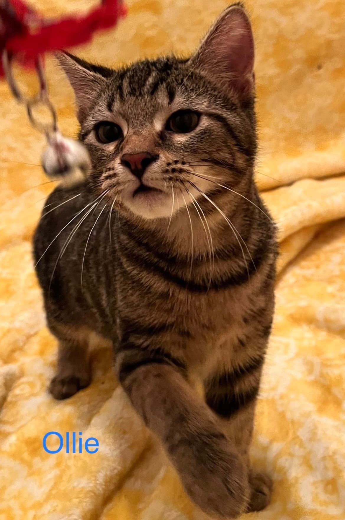 Ollie