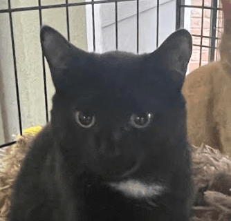 Tux