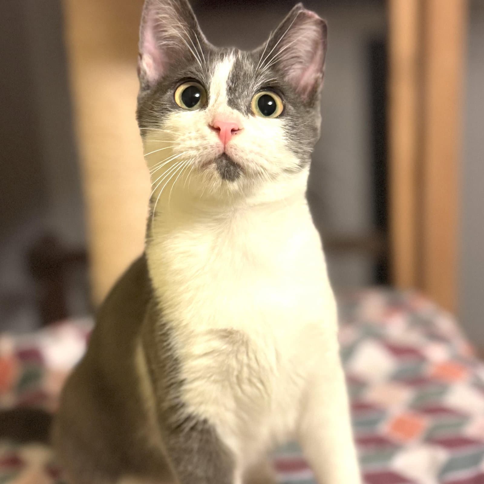Kai