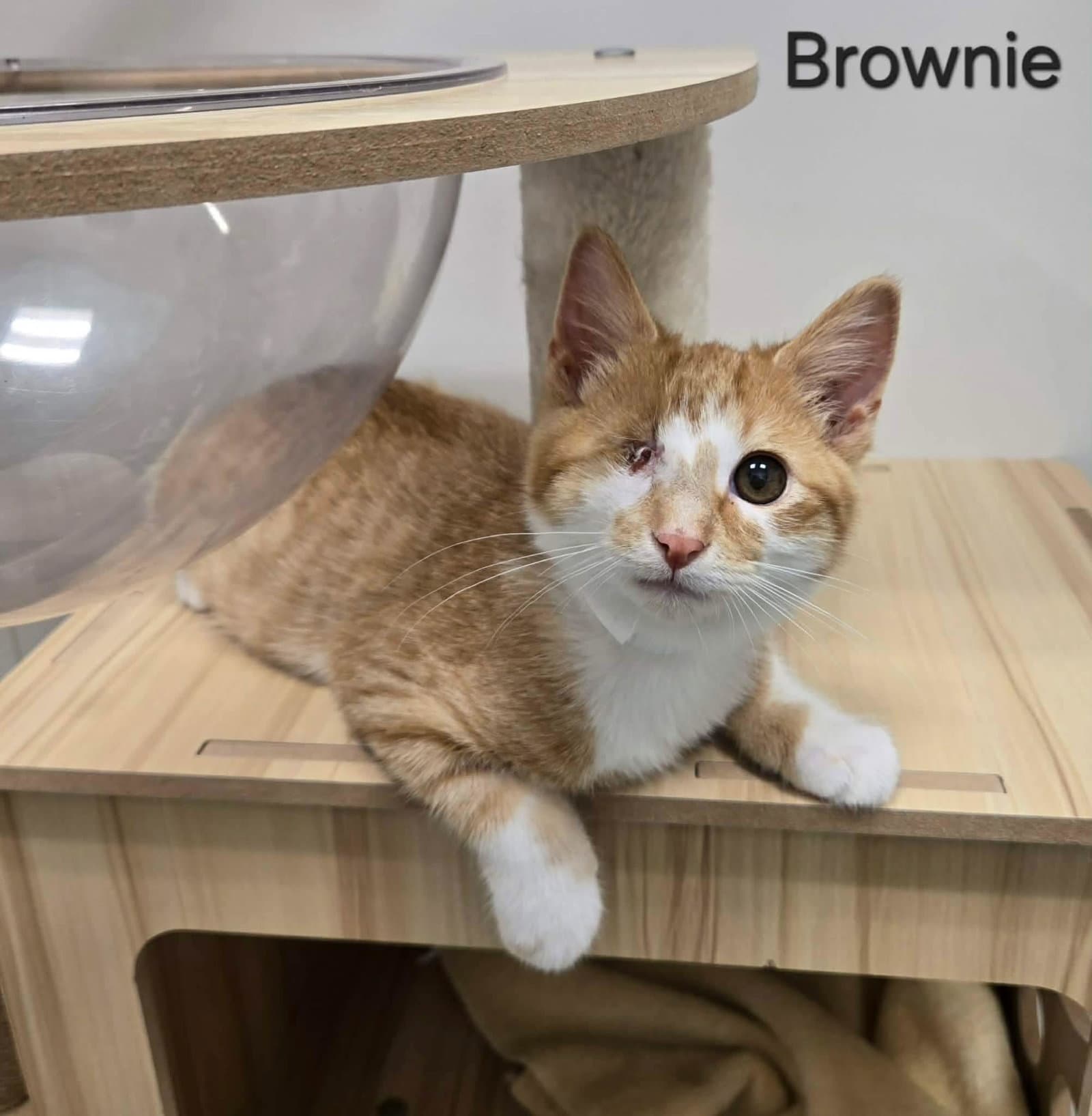 Brownie