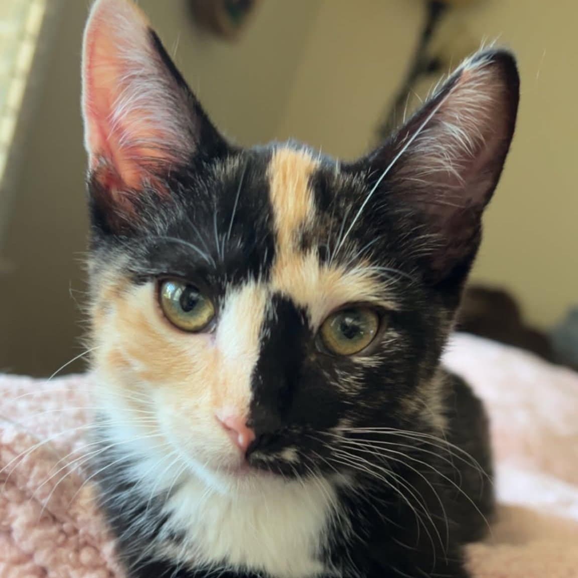 Phoebe