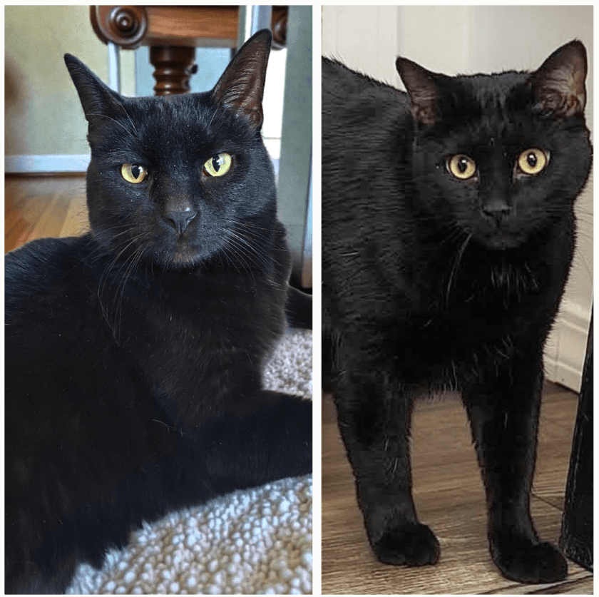 Bubba - Bonded with Mr. Pickle