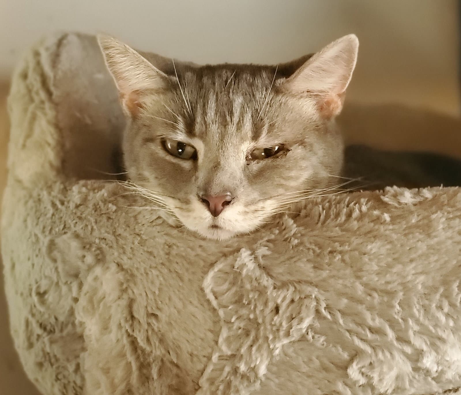 Dante - Bonded with Sol