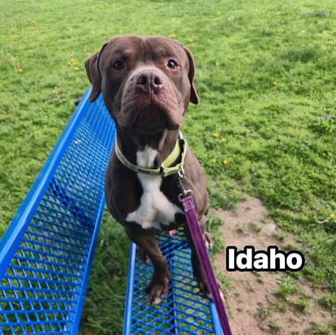 IDAHO