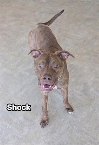 SHOCK