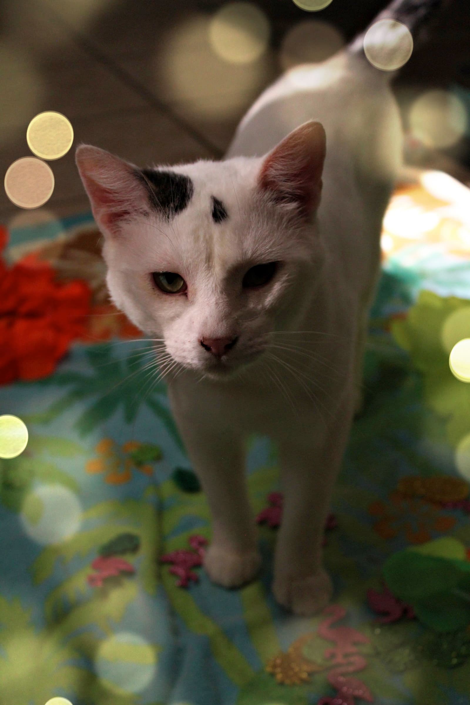 Pepper