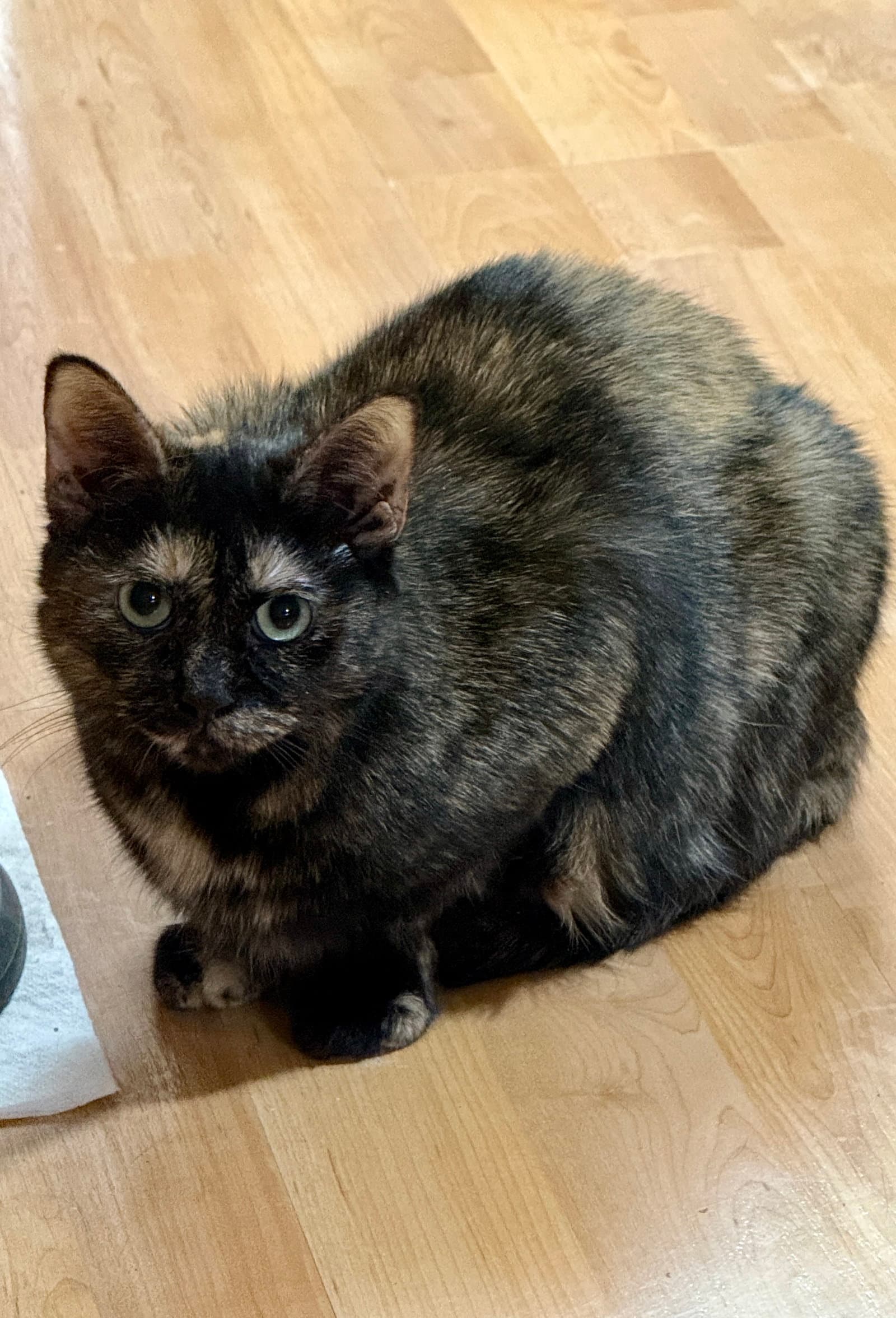 Cat - Foxy