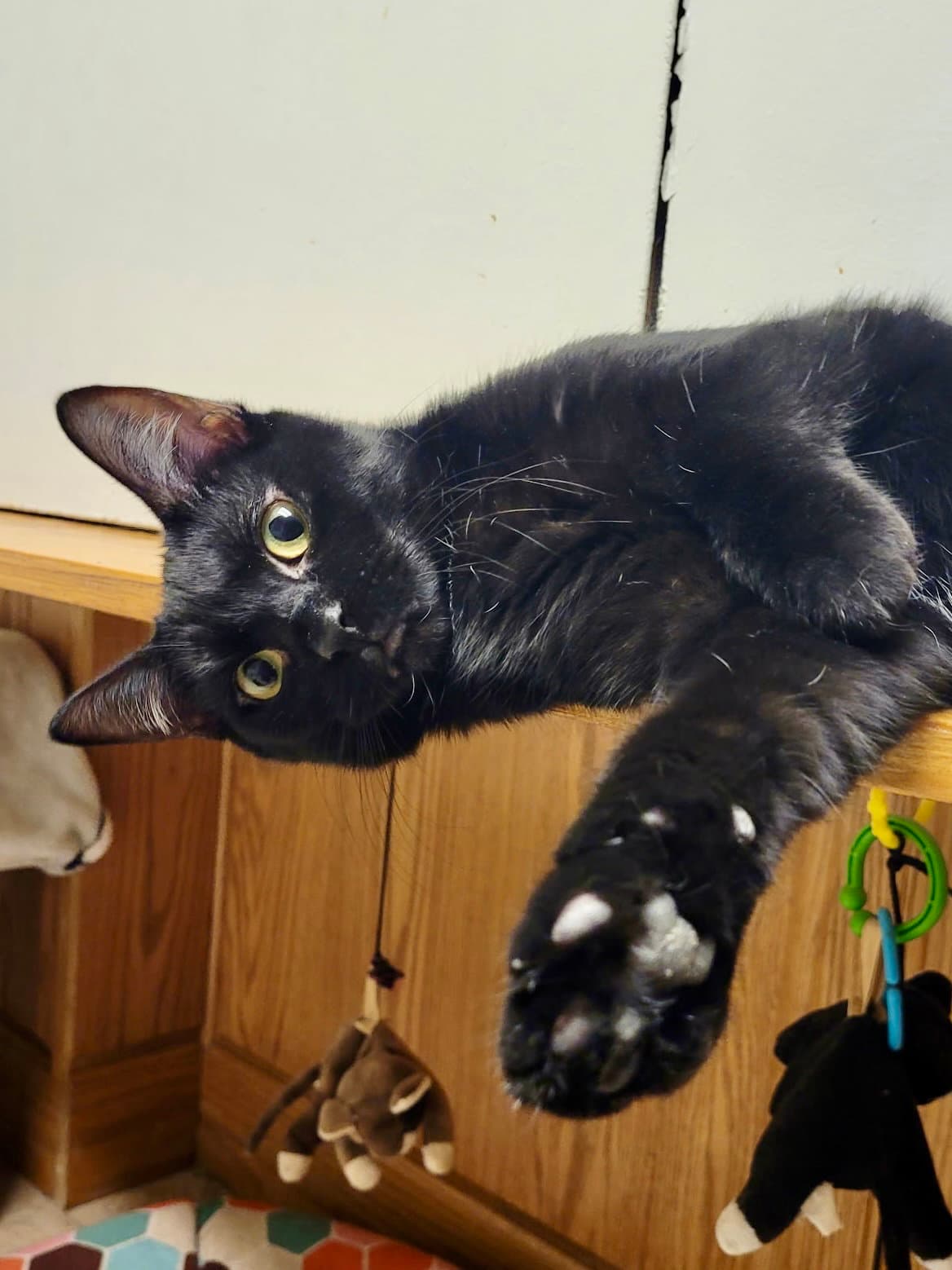 CAT - Eileen