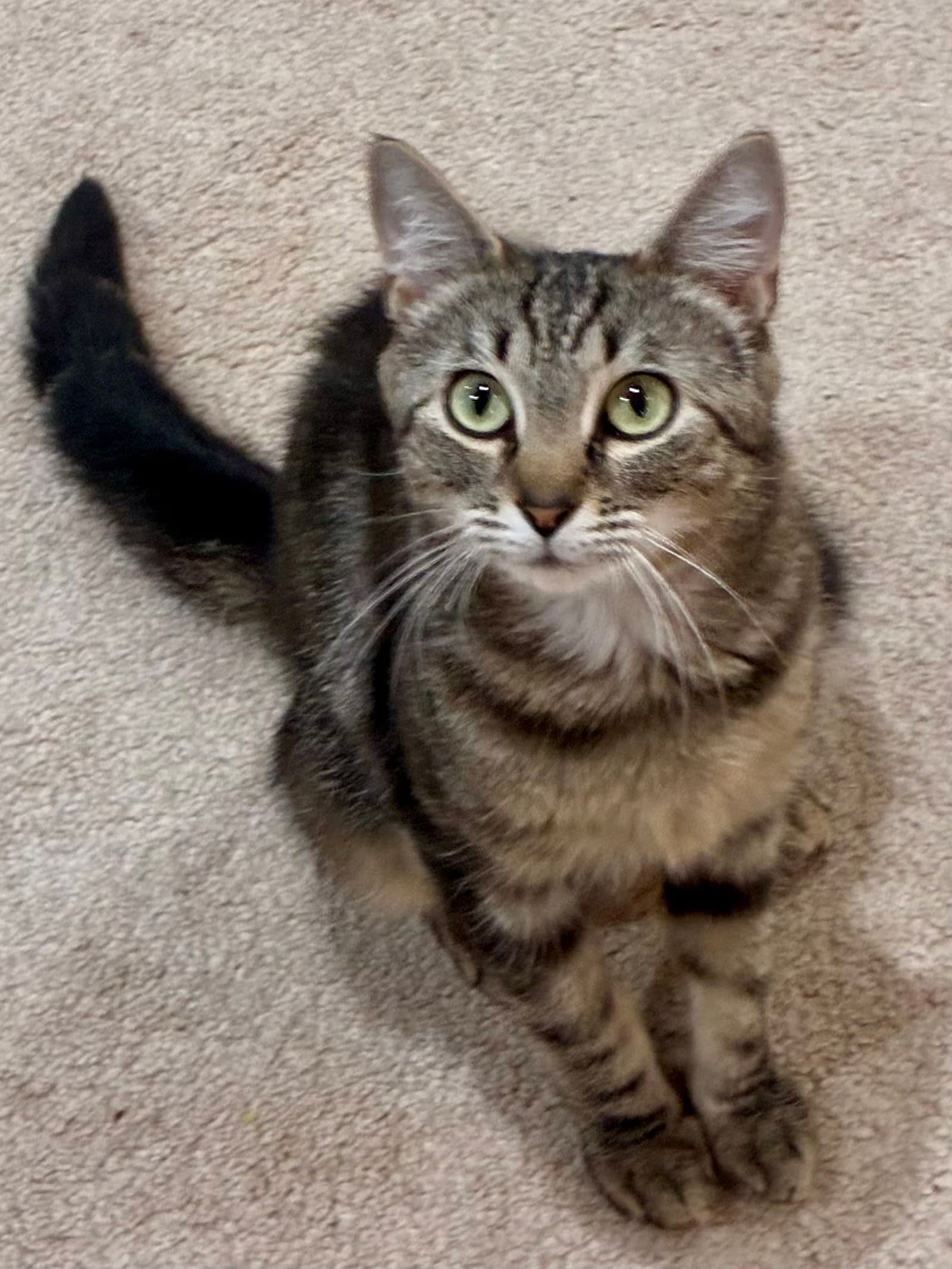 CAT - Isabella