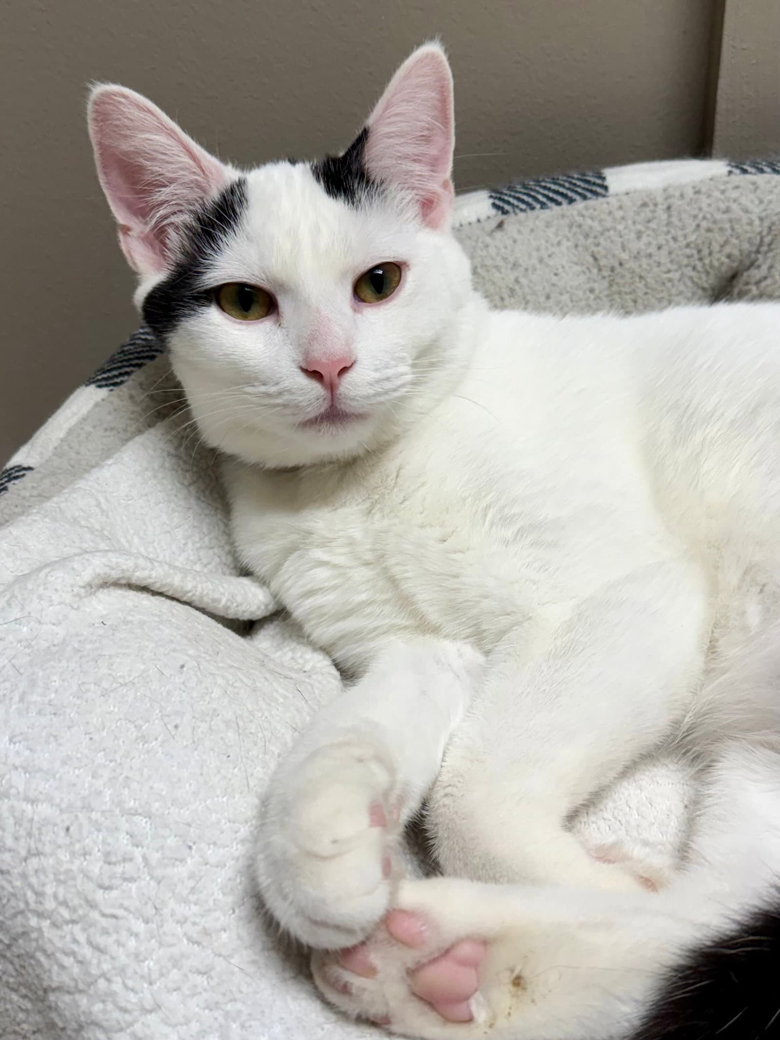 CAT - Oliver