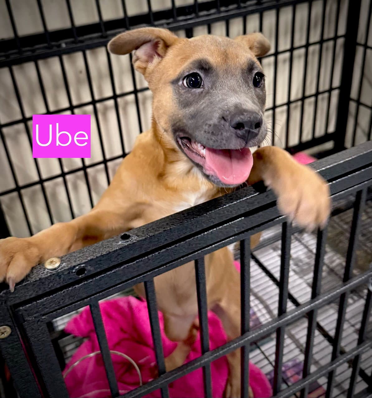 Ube
