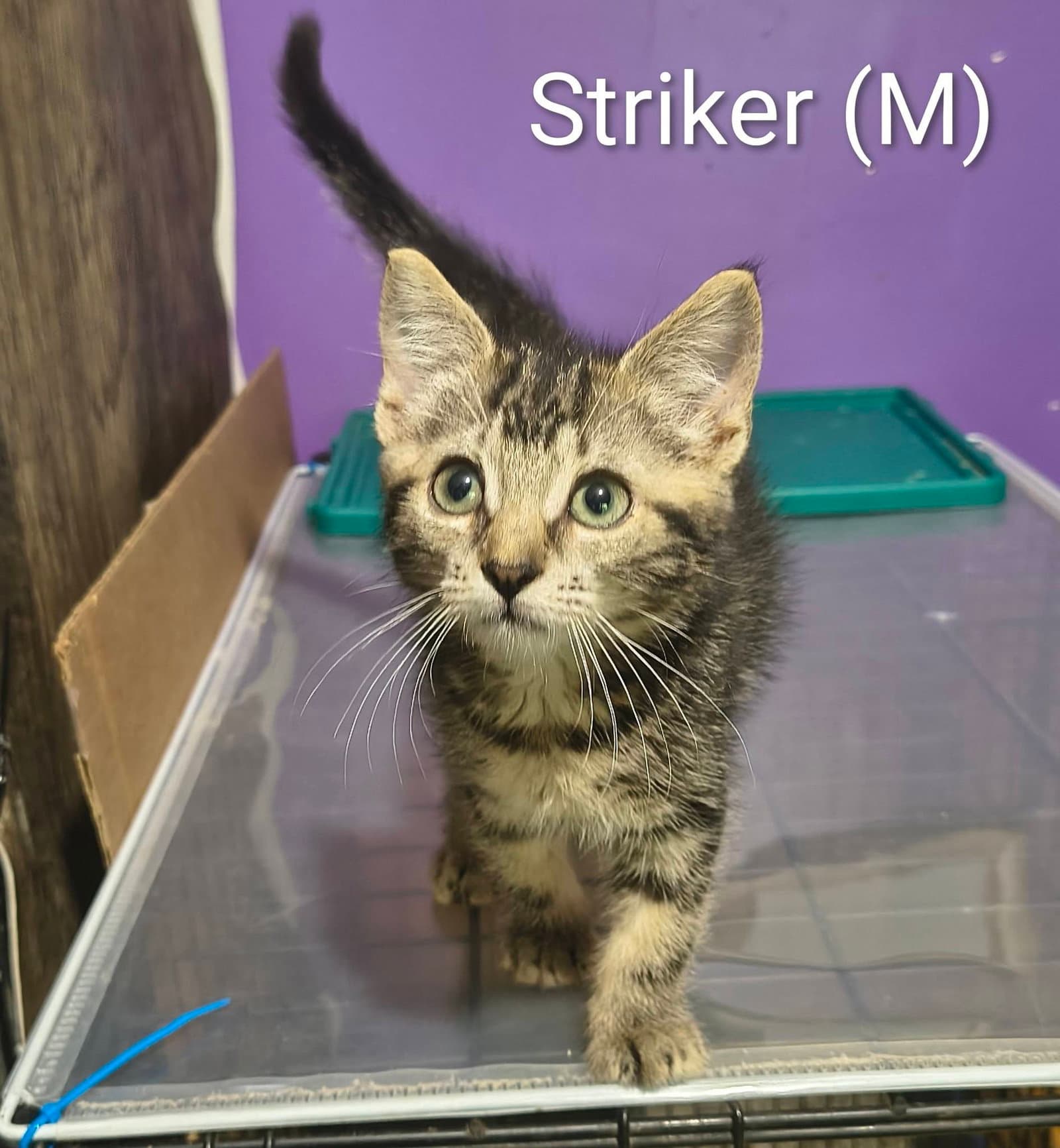 Striker