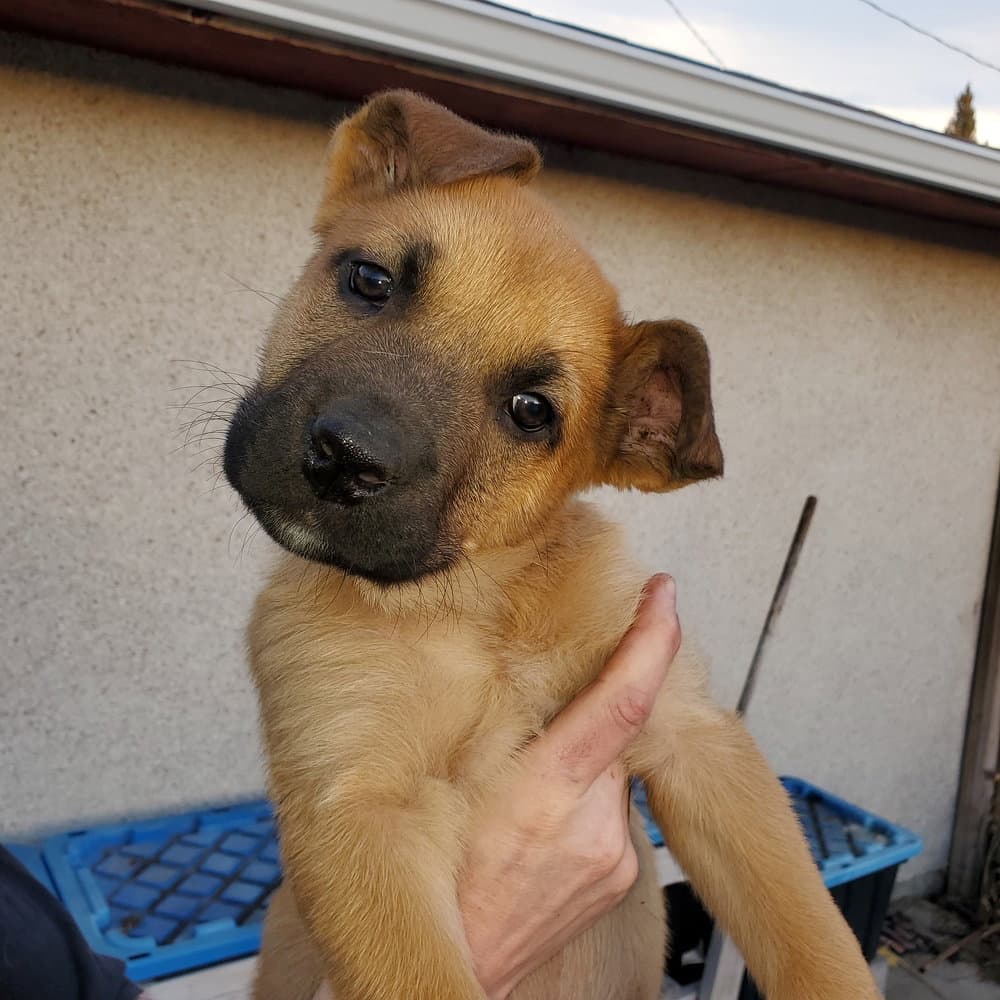 Pup 7 LIGHT BLUE
