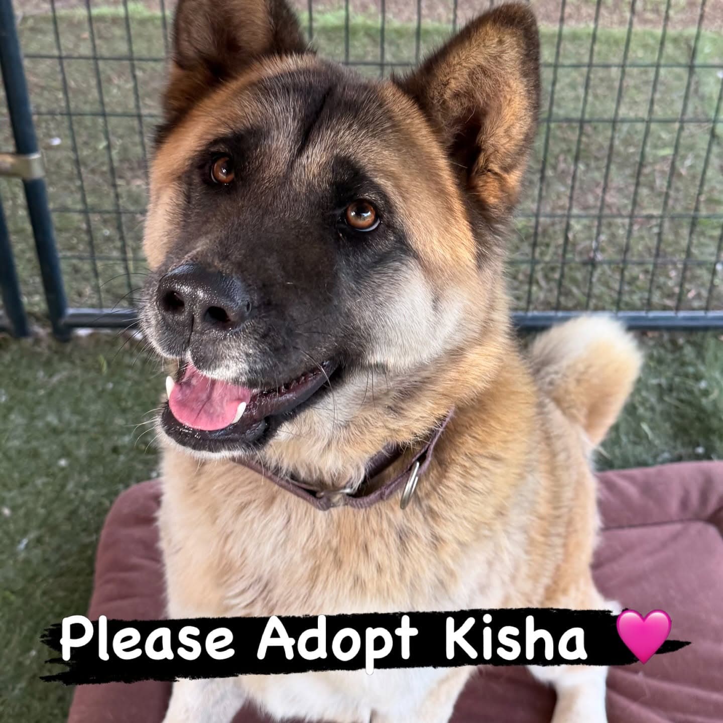 Kisha