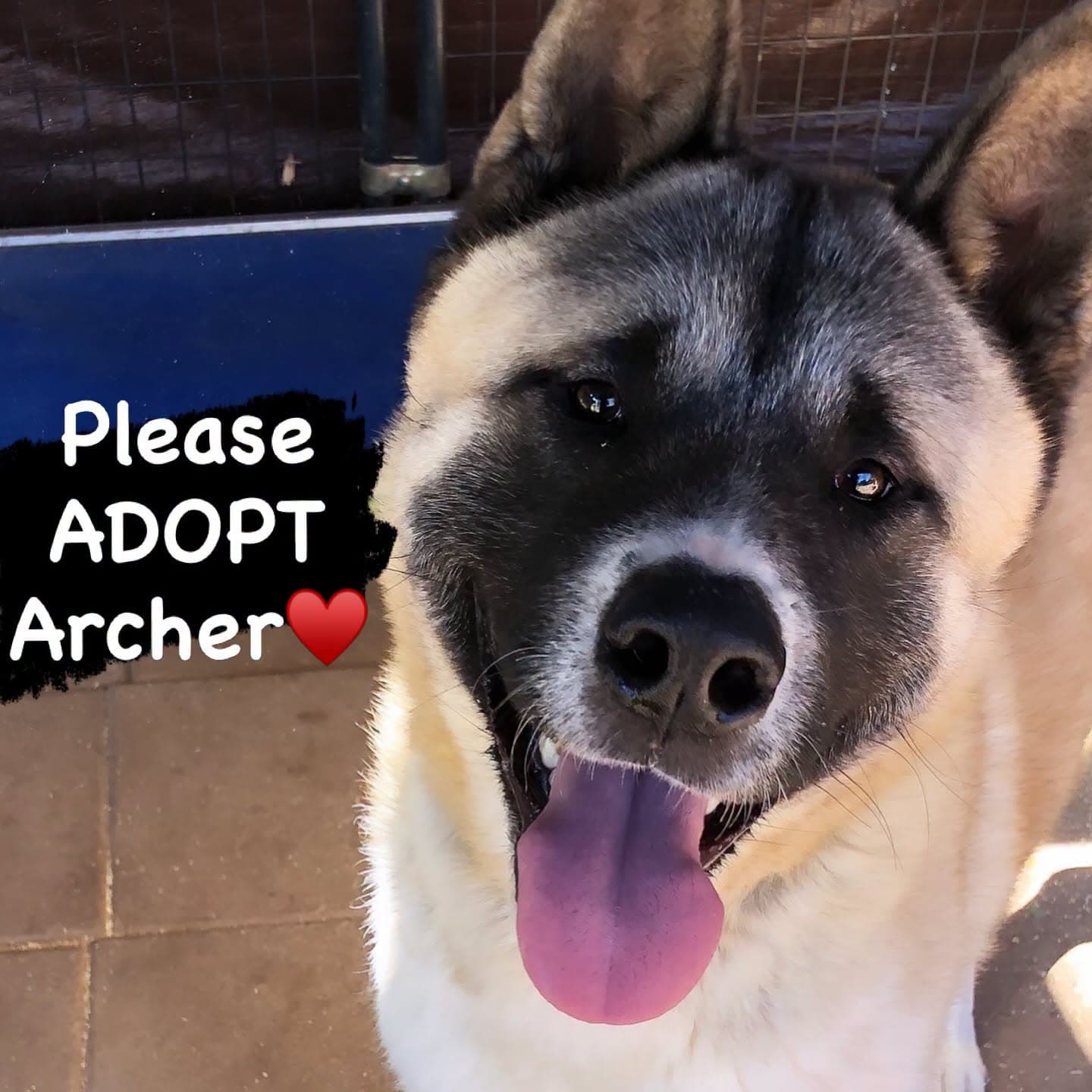 Archer