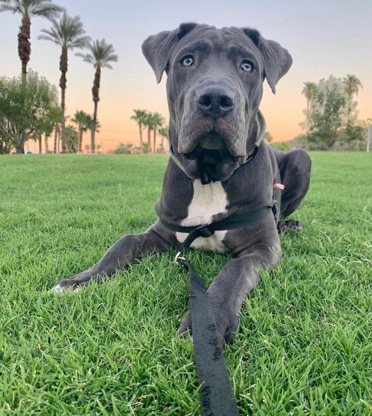 Leo