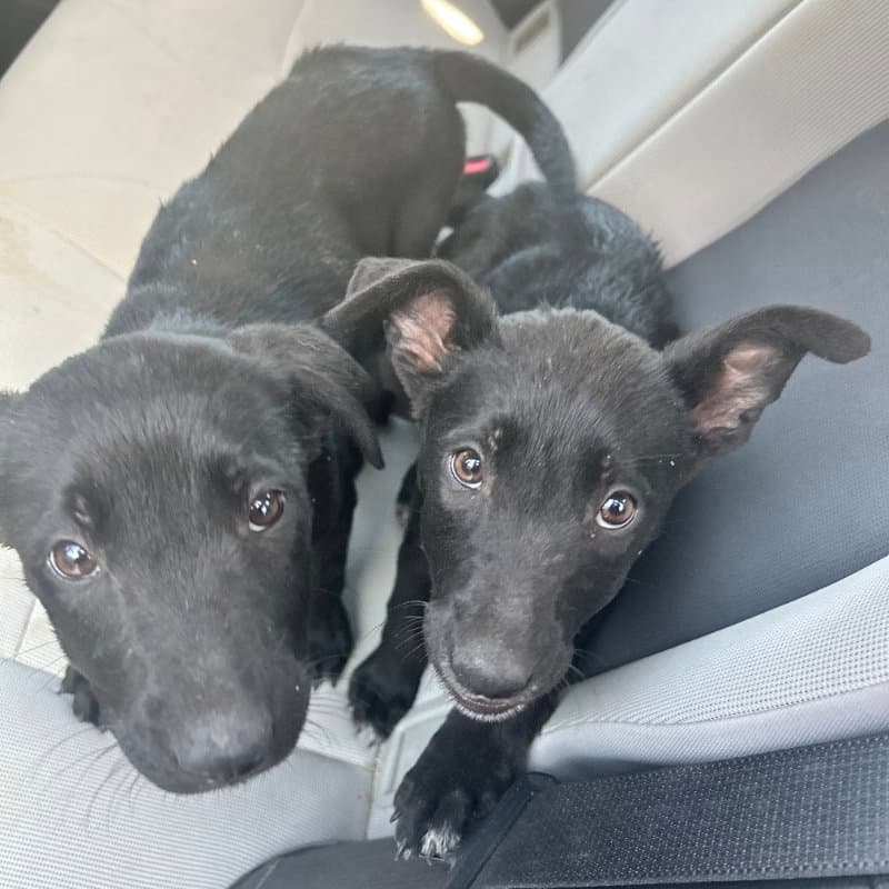 Kiara and Nala