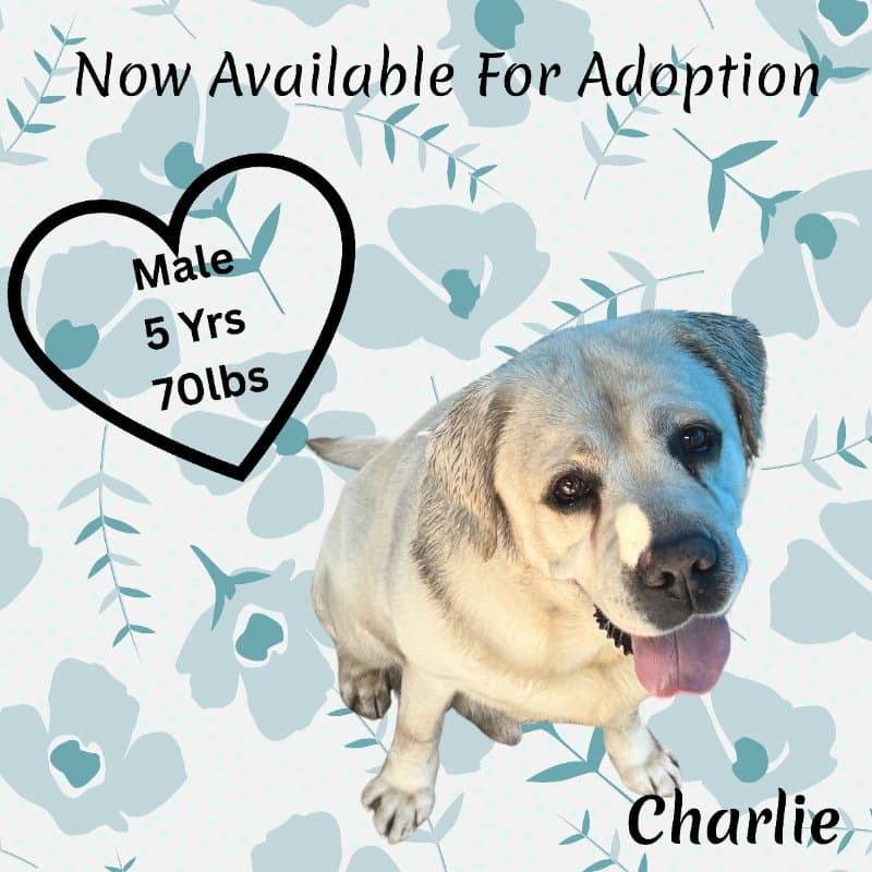 Charlie