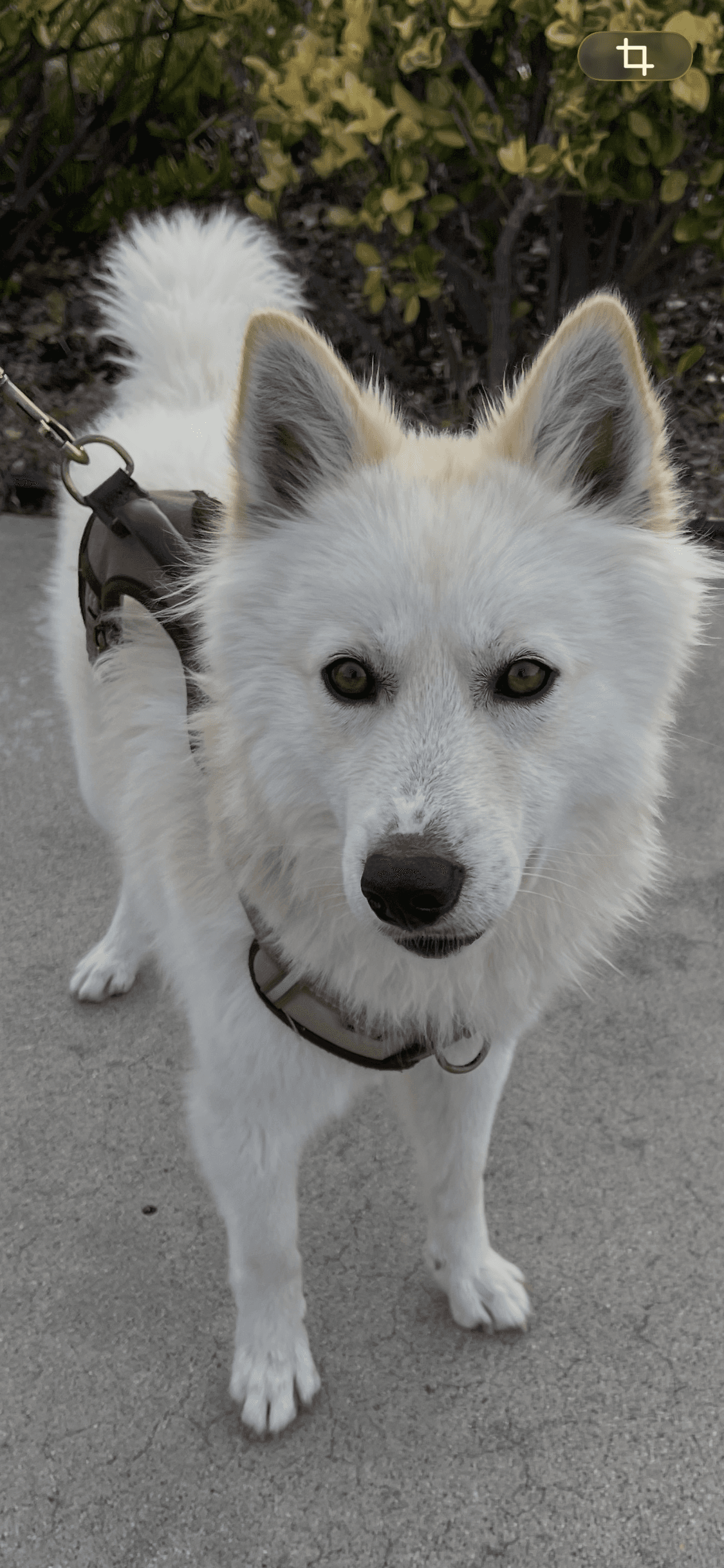 Jasper