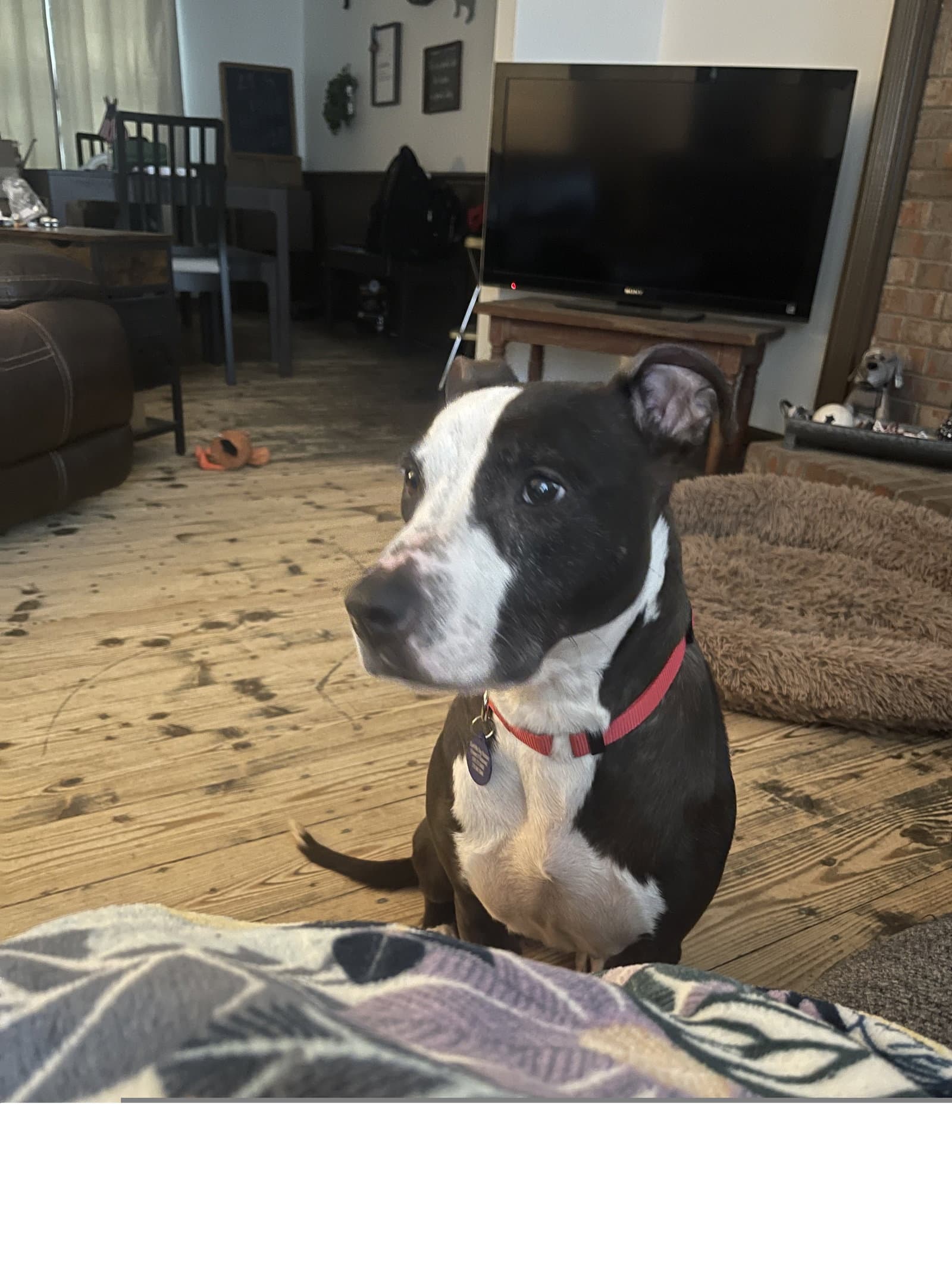 Priscilla D