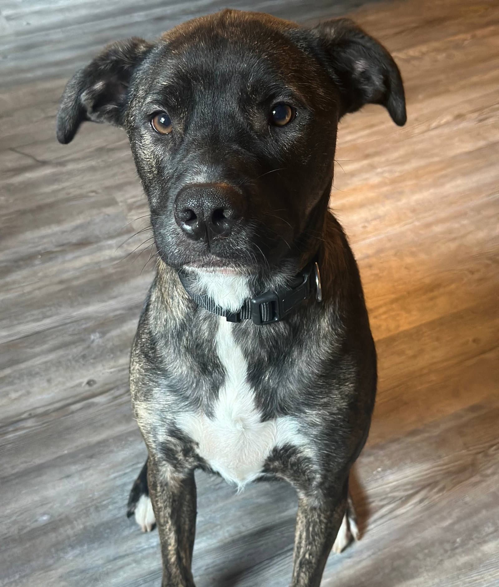 Bo