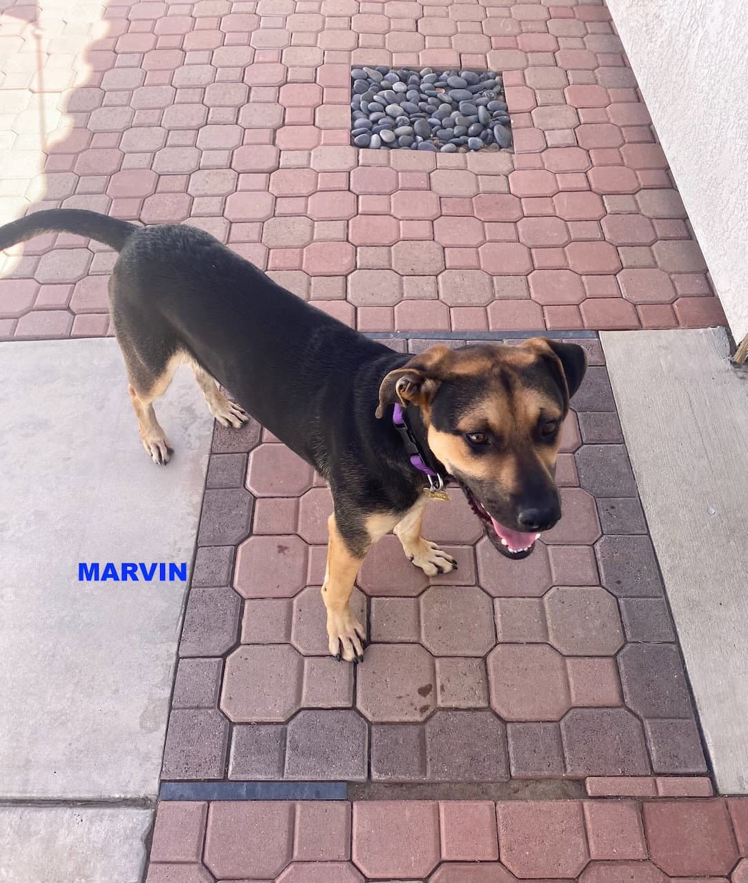 Marvin