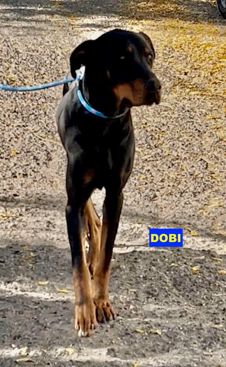 Dobi