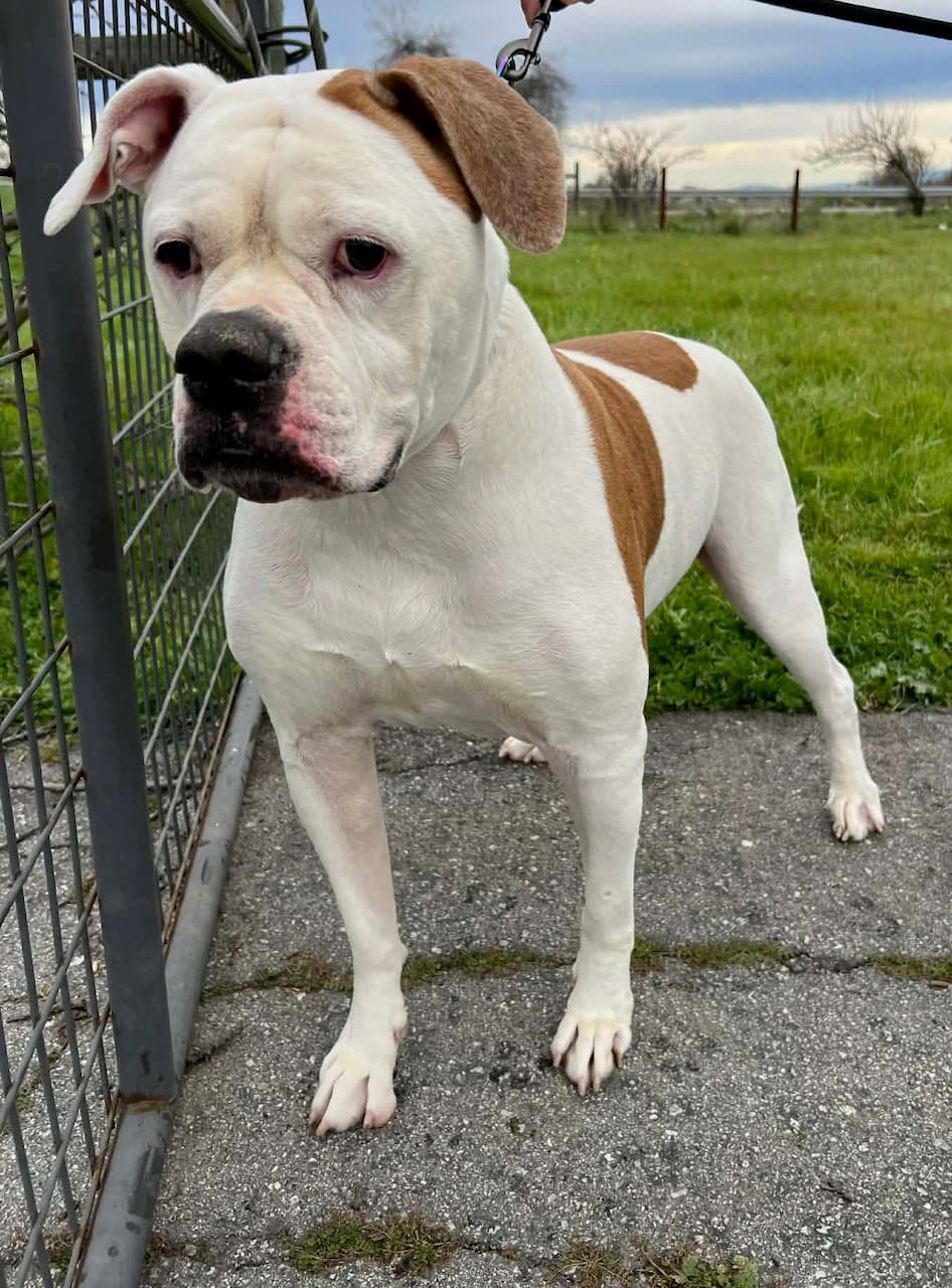 Bella