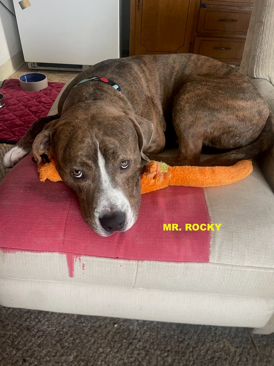 Mr Rocky